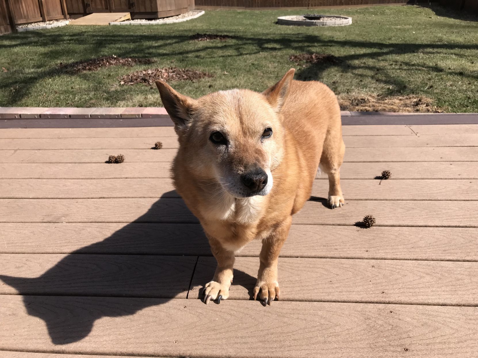Pia